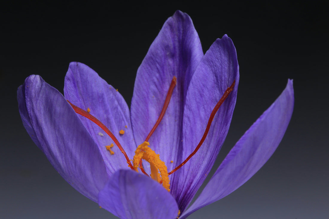 saffron purple blooming flower