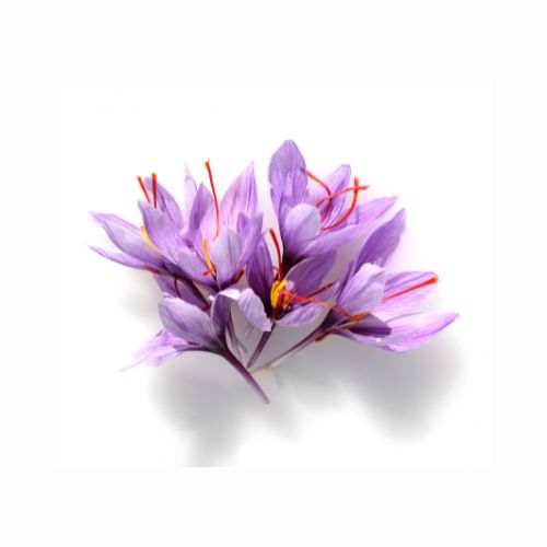 Saffron flowers blooming in Taliouine region